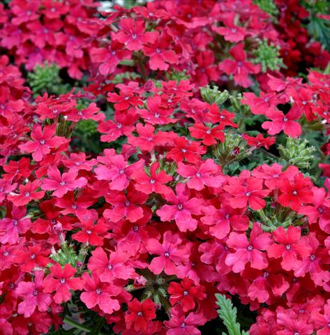Photos von Blumenvarianten benutzt als: Topf, Terrasse, Ampel. Verbena Liga® Valencia Improved