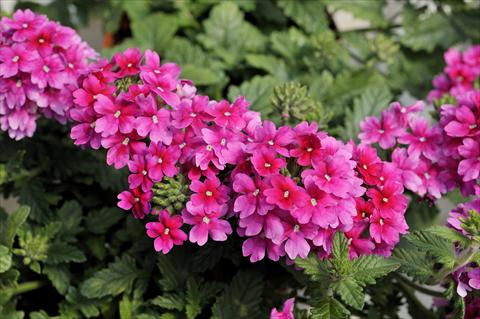 Photos von Blumenvarianten benutzt als: Topf, Terrasse, Ampel. Verbena Shangri-La® Pink Improved