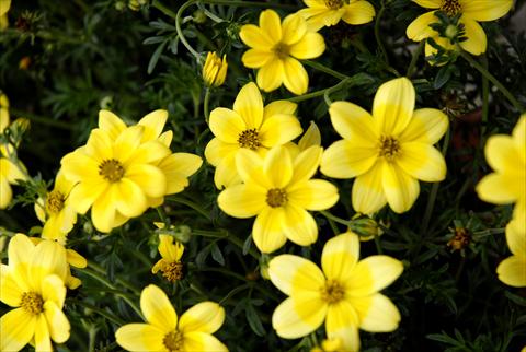Photos von Blumenvarianten benutzt als: Topf, Beet, Terrasse, Ampel Bidens ferulifolia Summerlovers Lemon Star