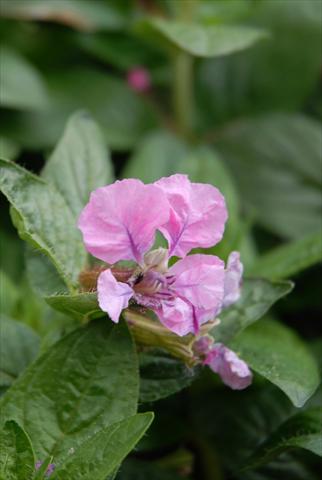 Photos von Blumenvarianten benutzt als: Topf Cuphea ilavea Vienco Purple Pink