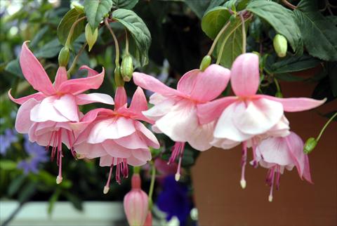 Photos von Blumenvarianten benutzt als: Ampel/Topf Fuchsia Pink Galore
