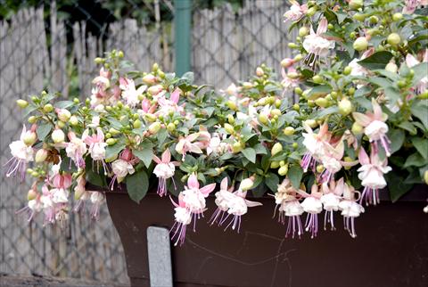 Photos von Blumenvarianten benutzt als: Topf Fuchsia Summermelody Orient point