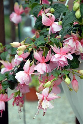 Photos von Blumenvarianten benutzt als: Topf Fuchsia Swingtime