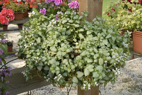 Photos von Blumenvarianten benutzt als: Topf, Terrasse, Ampel. Lamiastrum White Nancy