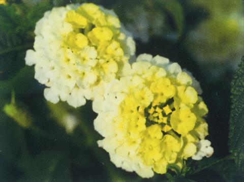 Photos von Blumenvarianten benutzt als: Topf, Beet, Terrasse Lantana camara Simon Lemon