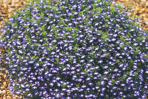 Photos von Blumenvarianten benutzt als: Topf, Beet, Terrasse, Ampel Lobelia hybrida Suntropics Blue