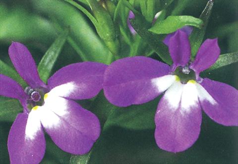 Photos von Blumenvarianten benutzt als: Topf, Beet, Terrasse, Ampel Lobelia richardii Purple Angel
