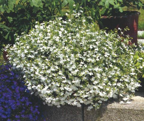 Photos von Blumenvarianten benutzt als: Topf, Beet, Terrasse, Ampel Lobelia richardii White Angel