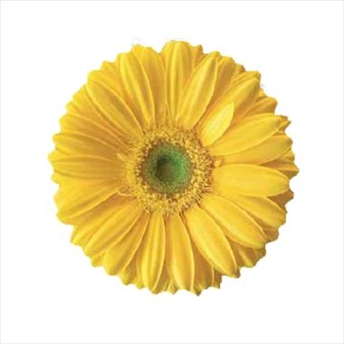 Photos von Blumenvarianten benutzt als: Schnittblume Gerbera jamesonii Yellow Magic