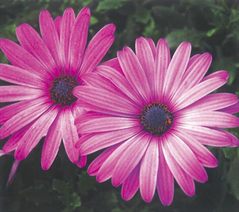 Photos von Blumenvarianten benutzt als: Topf und Beet Osteospermum Impassion Grand Rose