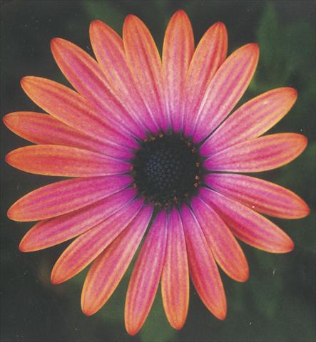Photos von Blumenvarianten benutzt als: Topf und Beet Osteospermum Impassion Orange Pink