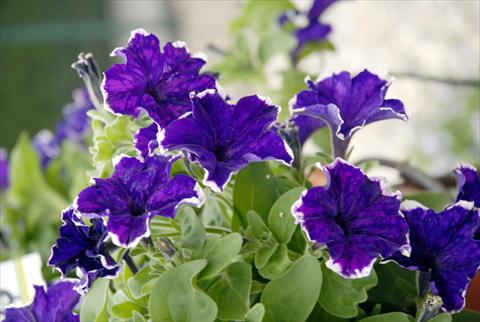 Photos von Blumenvarianten benutzt als: Topf, Beet, Terrasse, Ampel Petunia Sunpleasure Happy Evita Blu-White