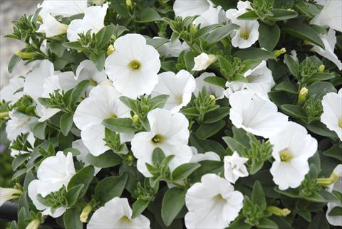 Photos von Blumenvarianten benutzt als: Topf, Beet, Terrasse, Ampel Petunia Sunpleasure Pure White Patio Bianco
