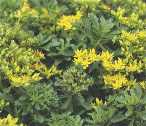 Photos von Blumenvarianten benutzt als: Ampel/Topf Sedum floriferum Weihenstephaner Gold