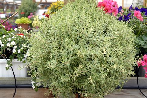 Photos von Blumenvarianten benutzt als: Beet- / Rabattenpflanze Sedum Sedum lineare variegata