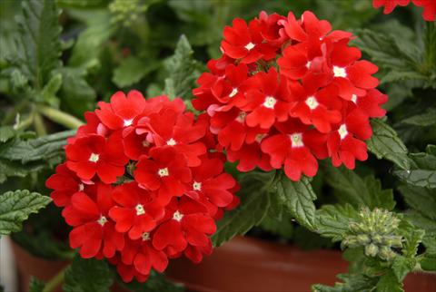 Photos von Blumenvarianten benutzt als: Topf, Terrasse, Ampel. Verbena Star Dreams Red