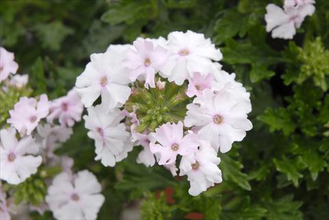 Photos von Blumenvarianten benutzt als: Beet, Topf oder Ampel Verbena Velox Soft Pink