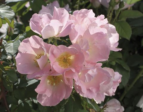 Photos von Blumenvarianten benutzt als: Topf und Beet Rosa paesaggistica Alaska®