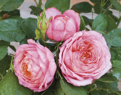 Photos von Blumenvarianten benutzt als: Topf und Beet Rosa paesaggistica Candia® Romantica®