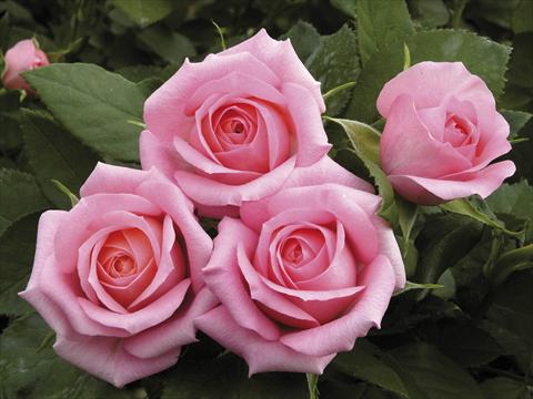 Photos von Blumenvarianten benutzt als: Topf und Beet Rosa paesaggistica Candy Meillandina® Plus