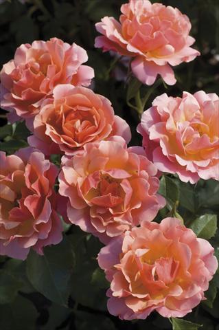 Photos von Blumenvarianten benutzt als: Topf und Beet Rosa floribunda Charleston®
