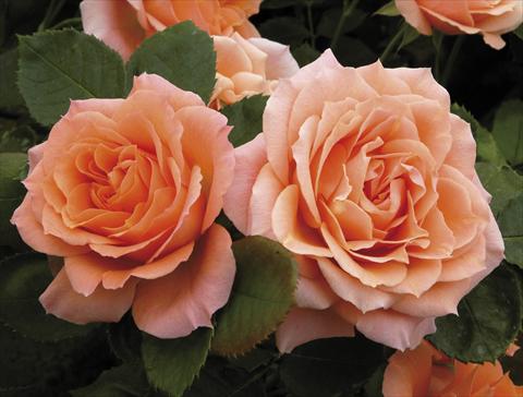 Photos von Blumenvarianten benutzt als: Topf und Beet Rosa paesaggistica Colibri® Meillandina® Plus