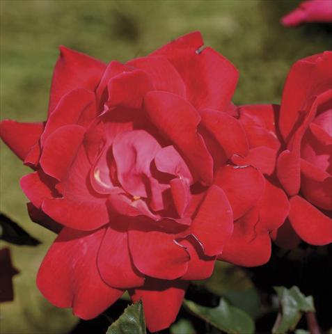 Photos von Blumenvarianten benutzt als: Topf und Beet Rosa paesaggistica Double Knock Out®