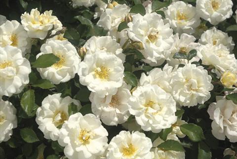 Photos von Blumenvarianten benutzt als: Topf und Beet Rosa paesaggistica Ivory Drift®