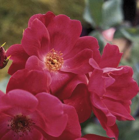 Photos von Blumenvarianten benutzt als: Topf und Beet Rosa paesaggistica Knock Out®