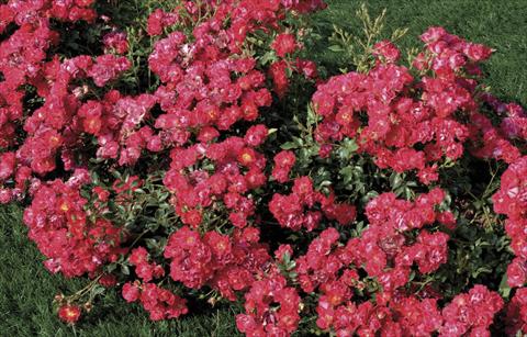 Photos von Blumenvarianten benutzt als: Topf und Beet Rosa paesaggistica Nature® Meidiland®
