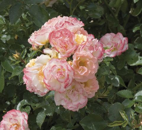 Photos von Blumenvarianten benutzt als: Topf und Beet Rosa paesaggistica Peach Compact Meidiland®