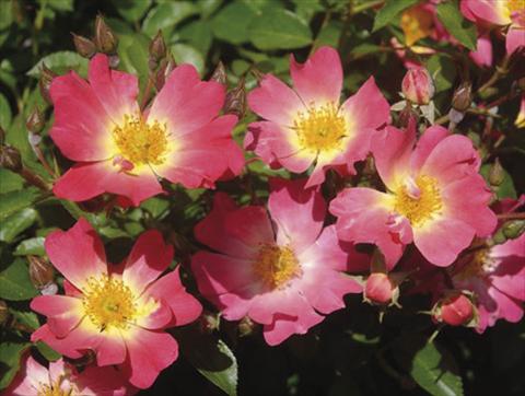 Photos von Blumenvarianten benutzt als: Topf und Beet Rosa paesaggistica Pink Drift®