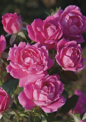 Photos von Blumenvarianten benutzt als: Topf und Beet Rosa paesaggistica Pink Double Knock Out®