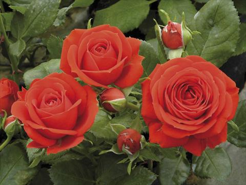 Photos von Blumenvarianten benutzt als: Topf und Beet Rosa paesaggistica Red Meillandina® Plus