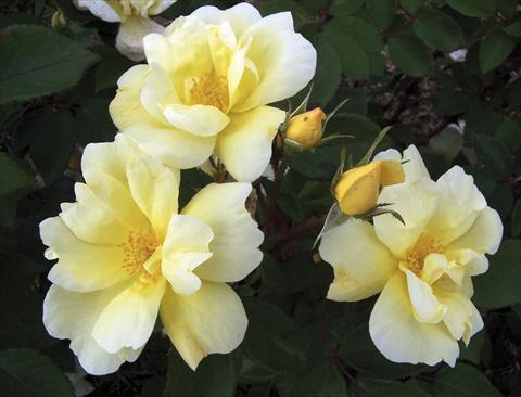 Photos von Blumenvarianten benutzt als: Topf und Beet Rosa paesaggistica Sunny Knock Out®