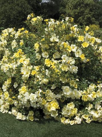 Photos von Blumenvarianten benutzt als: Topf und Beet Rosa paesaggistica Yellow Meidiland®