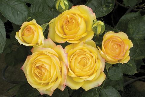Photos von Blumenvarianten benutzt als: Topf und Beet Rosa paesaggistica Yellow Meillandina® Plus