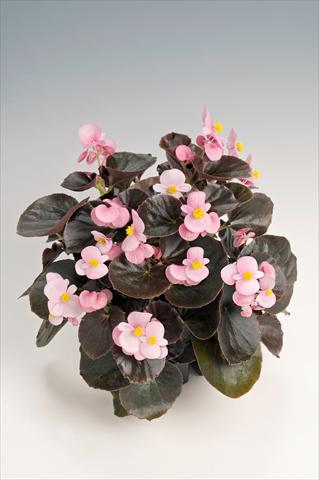 Photos von Blumenvarianten benutzt als: Topf und Beet Begonia semperflorens Cocktail® Brandy Improved