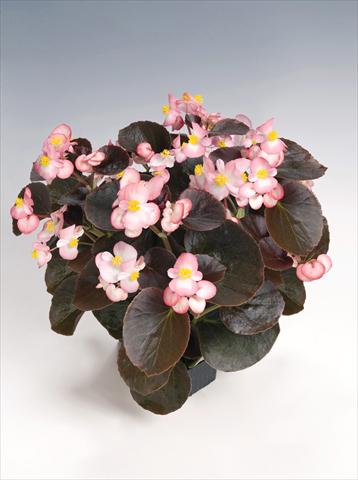 Photos von Blumenvarianten benutzt als: Topf und Beet Begonia semperflorens Nightlife Blush