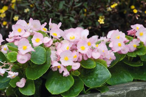 Photos von Blumenvarianten benutzt als: Topf und Beet Begonia semperflorens Sprint Appleblossom