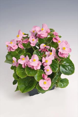 Photos von Blumenvarianten benutzt als: Topf und Beet Begonia semperflorens Super Olympia® Pink Improved