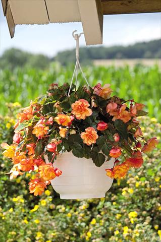 Photos von Blumenvarianten benutzt als: Topf, Terrasse, Ampel. Begonia tuberhybrida Illumination® Golden Picotee