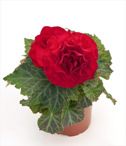Photos von Blumenvarianten benutzt als: Topf, Beet, Terrasse Begonia tuberhybrida New Star® Red
