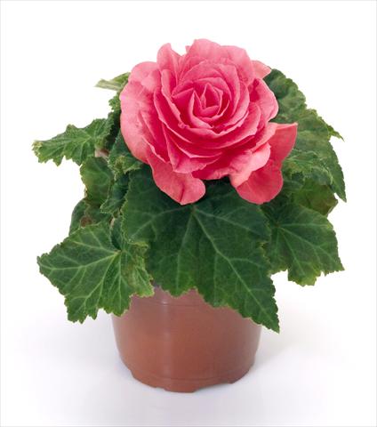 Photos von Blumenvarianten benutzt als: Topf, Beet, Terrasse Begonia tuberhybrida New Star® Rose