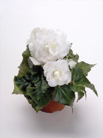 Photos von Blumenvarianten benutzt als: Topf, Beet, Terrasse Begonia tuberhybrida New Star® White