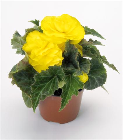 Photos von Blumenvarianten benutzt als: Topf, Beet, Terrasse Begonia tuberhybrida New Star® Yellow
