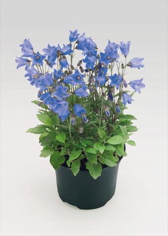 Photos von Blumenvarianten benutzt als: Topf Campanula cochleariifolia Alpine Breeze Blue