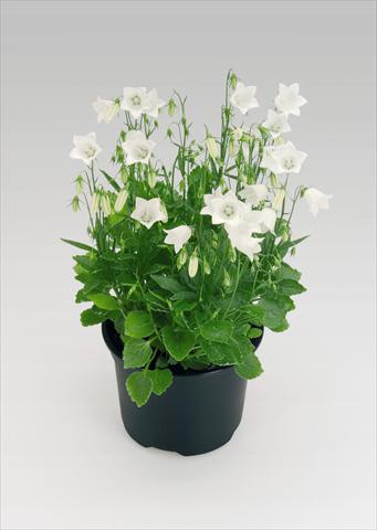 Photos von Blumenvarianten benutzt als: Topf Campanula cochleariifolia Alpine Breeze White