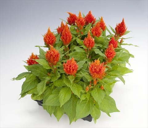 Photos von Blumenvarianten benutzt als: Topf Celosia plumosa Glorious Orange