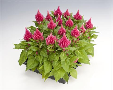 Photos von Blumenvarianten benutzt als: Topf Celosia plumosa Glorious Pink